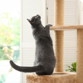 Chat grimpant sur un poteau-griffoir