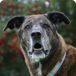 Chien semblant confus