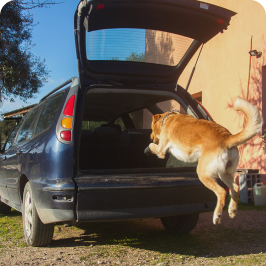 Chien ayant de la difficulté à sauter dans une voiture