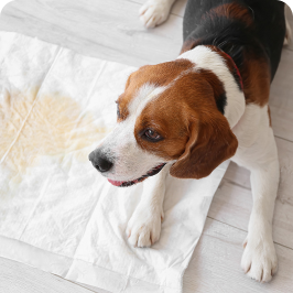 Chien urinant à l’intérieur de la maison