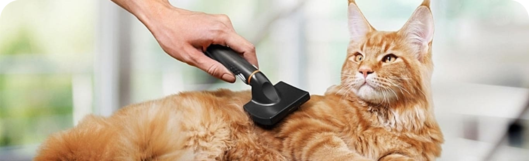 Chat ayant des problèmes de boules de poils