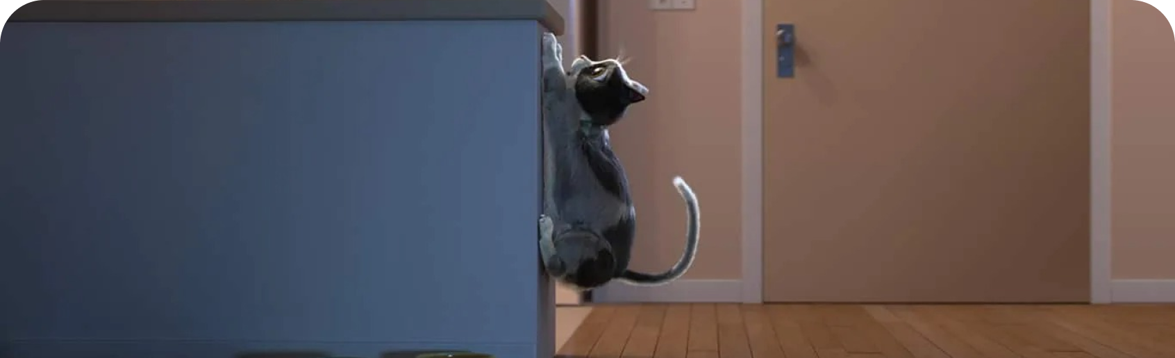 Chat essayant de grimper sur le comptoir de la cuisine