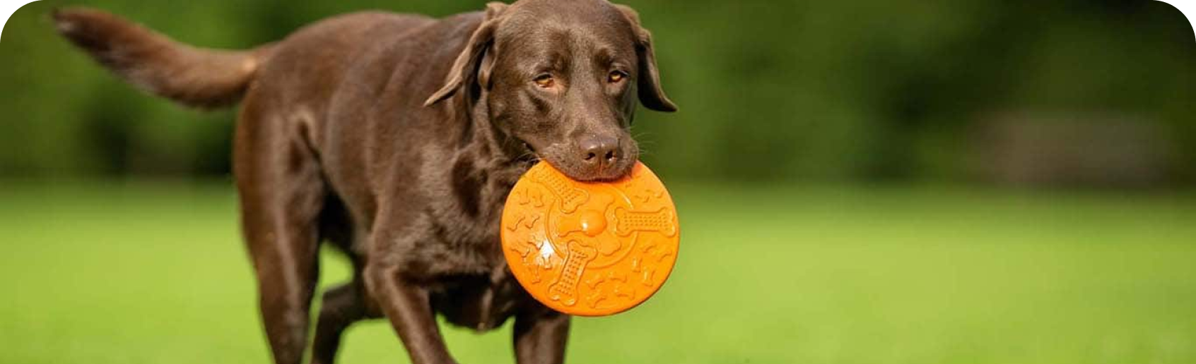 Chien jouant avec un disque orange