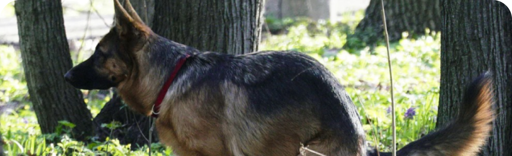 Chien à l’extérieur