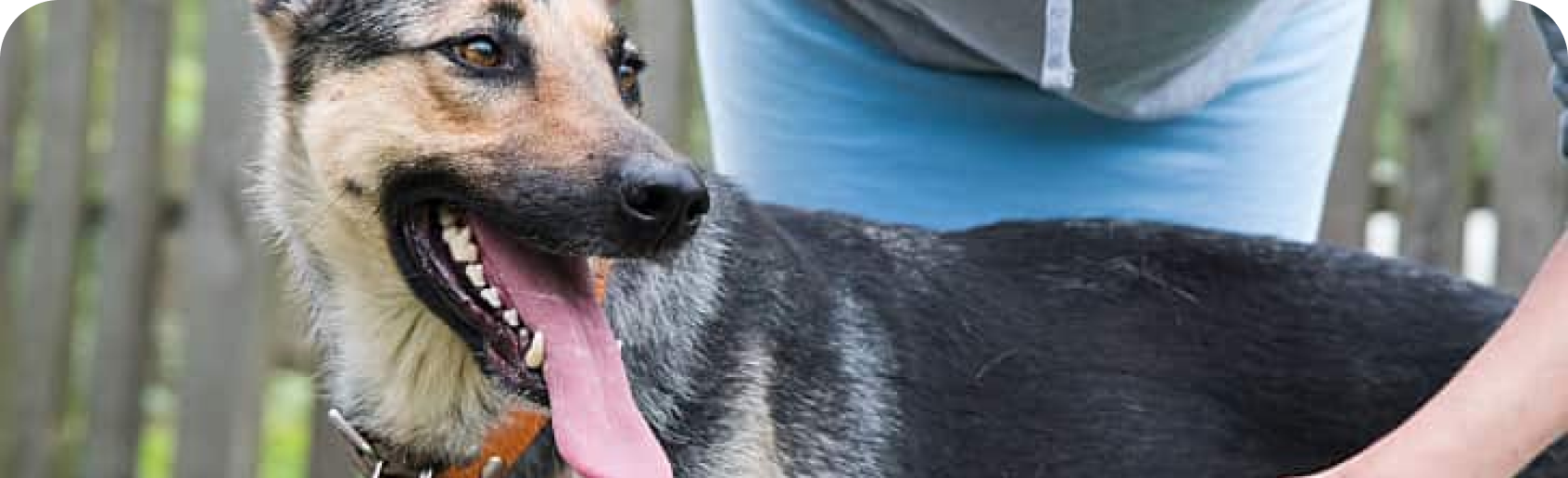 Gros chien marchant à l’extérieur
