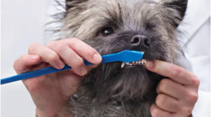 Petit chien se faisant brosser les dents