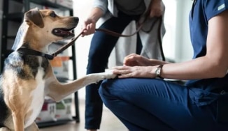 Chien heureux avec une patte sur le genou de son vétérinaire
