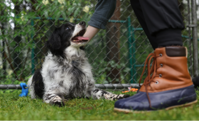 Petit chien heureux se faisant caresser dans une cour