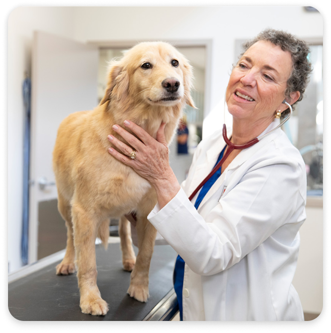 Golden retriever sur une table d’examen à côté d’une vétérinaire