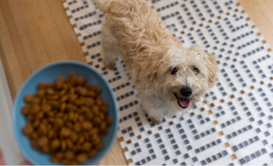 Chien regardant un bol de nourriture