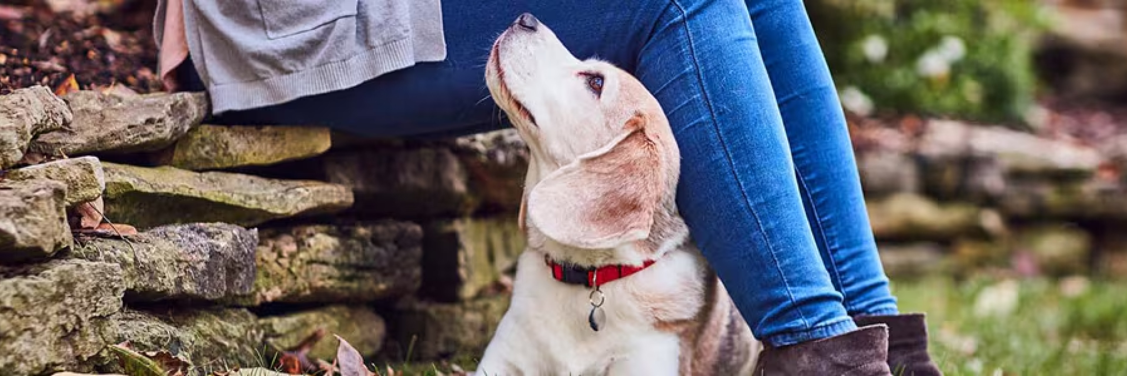 Chien regardant affectueusement son maître