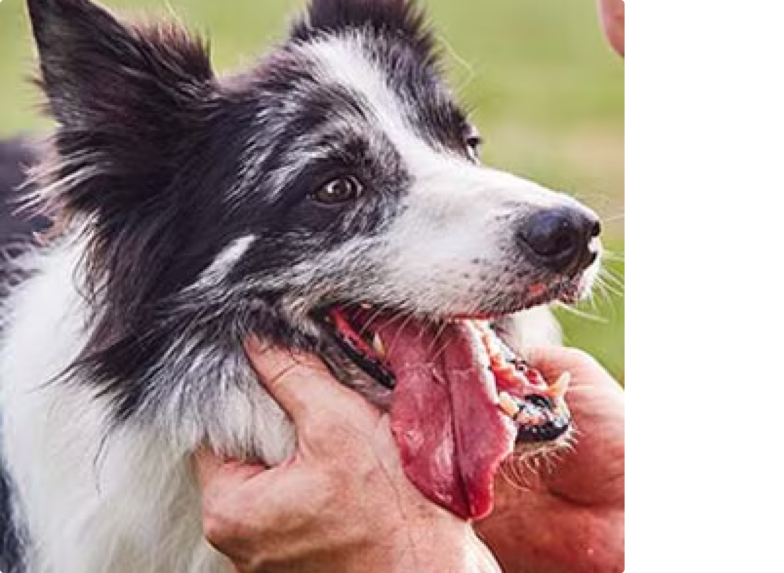 Border collie recevant des grattouilles