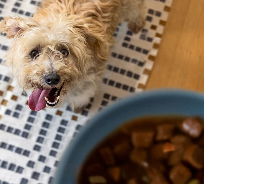 Chien regardant un bol de nourriture