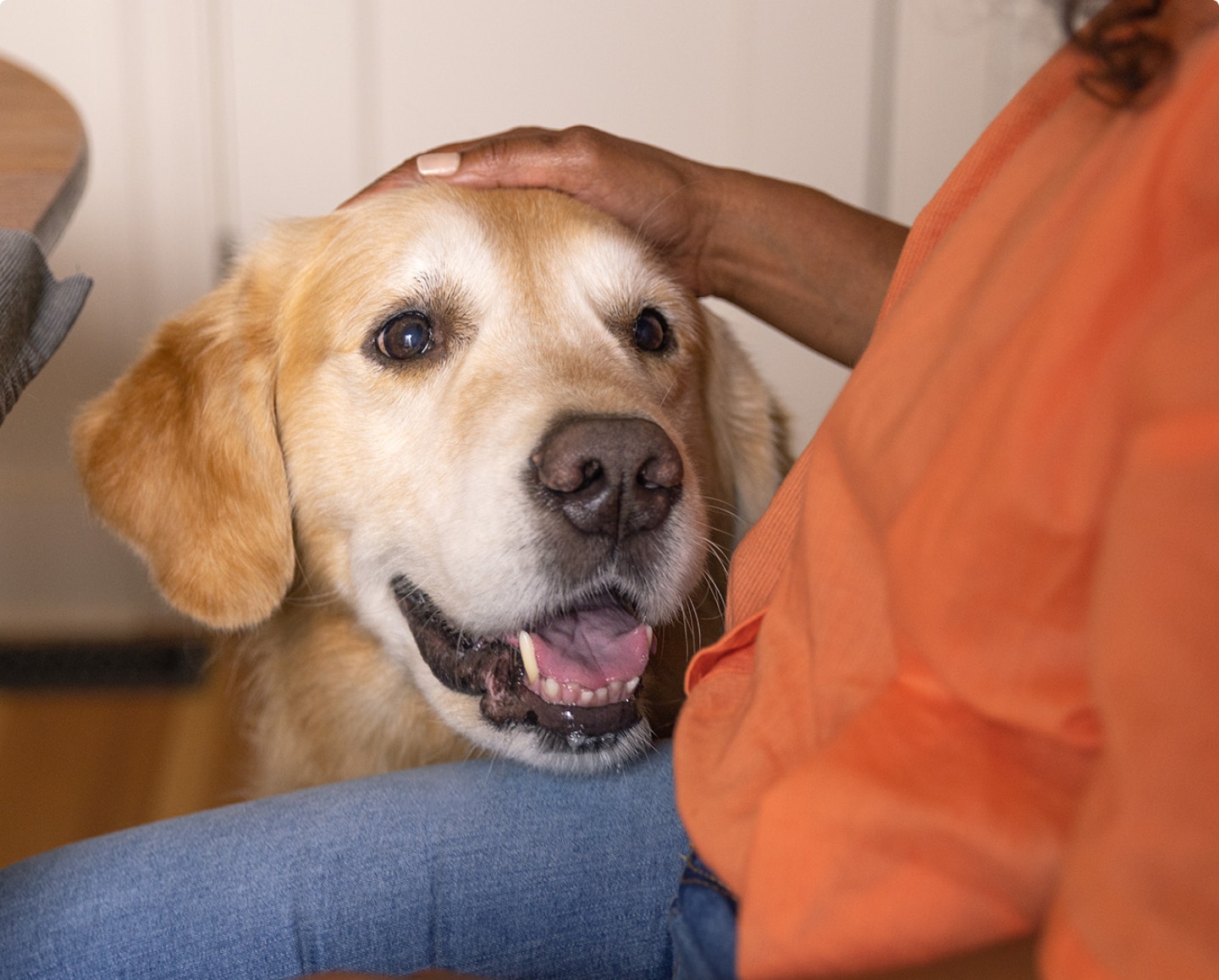 Femme caressant un chien