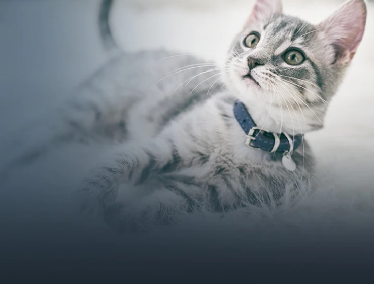 Chaton blanc et noir couché, la tête relevée