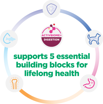 Infographic explains 5 essential building blocks for kitten health