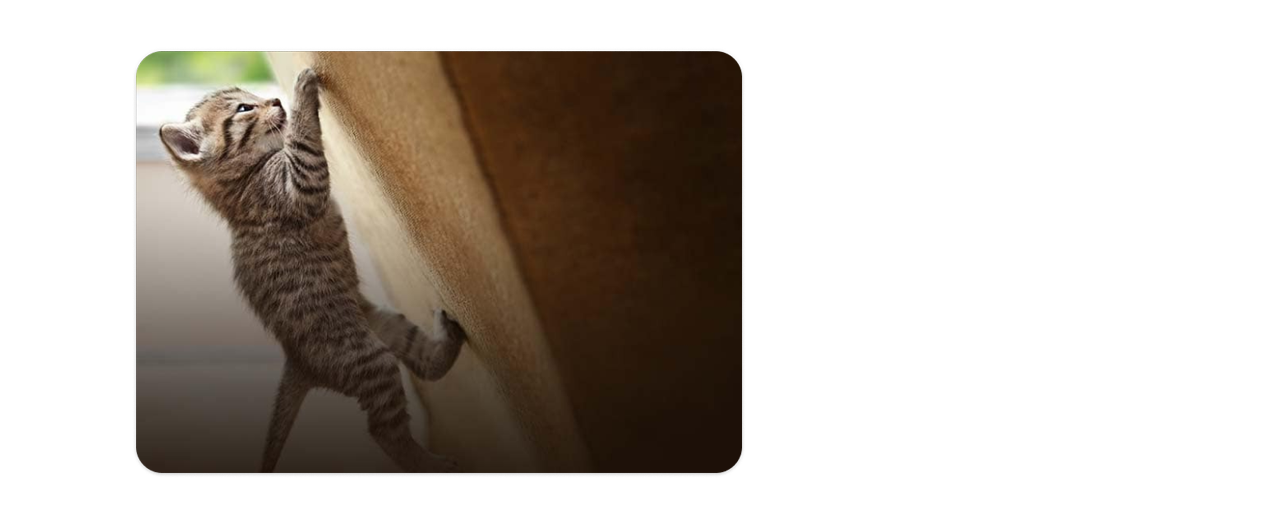 Chaton grimpant sur un jouet pour chat