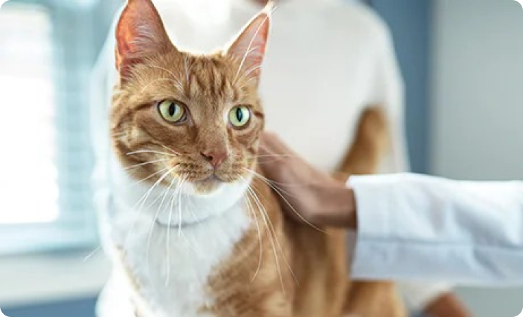 Chat dans une clinique vétérinaire