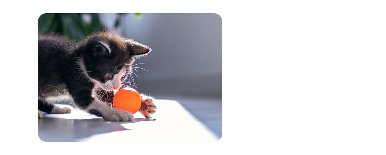 Chaton noir jouant avec une balle orange