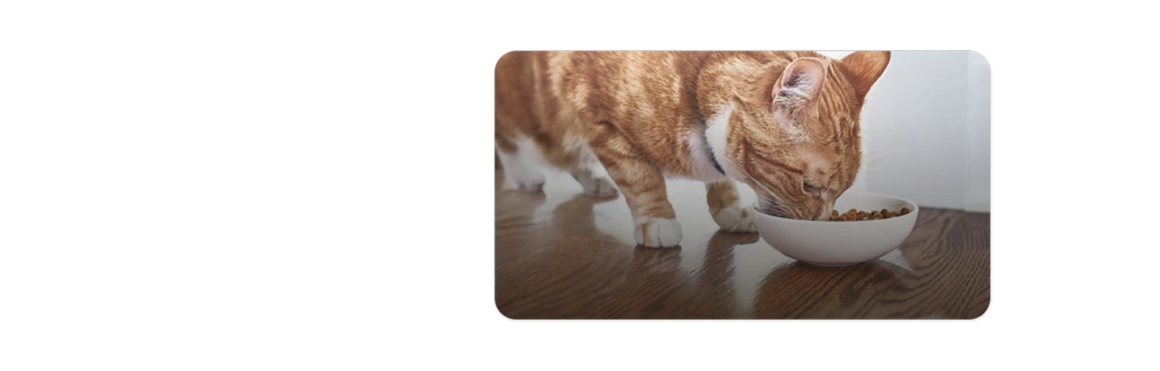 Chaton roux et blanc mangeant de la nourriture pour chats