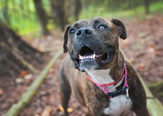 Blind dog smiling in the forest.