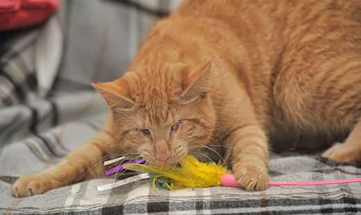 Blind orange cat playing with a feather toy.