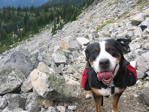 Hiking Dog Black, brown and white dog on a rocky mountain with doggie backpack.