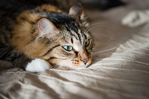 Long-haired cat with green eyes rests on a human bed.