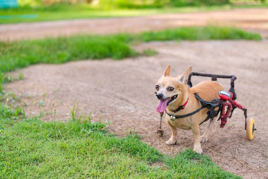 Chihuahua with dog wheelchair running in the grass