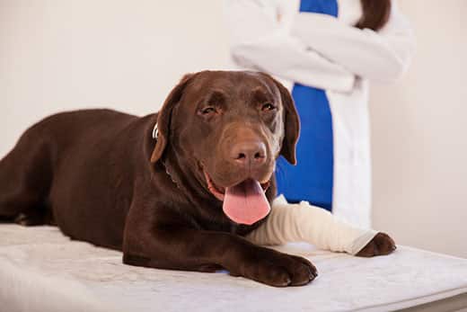 Big brown labrador with a bandaged leg sitting on a table during a visit to the veterinarian