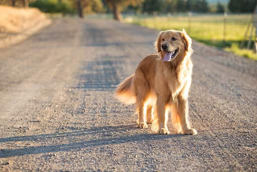 Golden retriever dog walking on a country dirt road