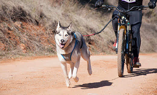 Siberian husky runs out in front of a man on a bicycle on a dusty path while leashed to bike.