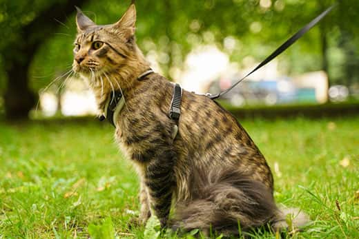 Light brown Maine coon cat in leash and harness walking in the city park on the green grass
