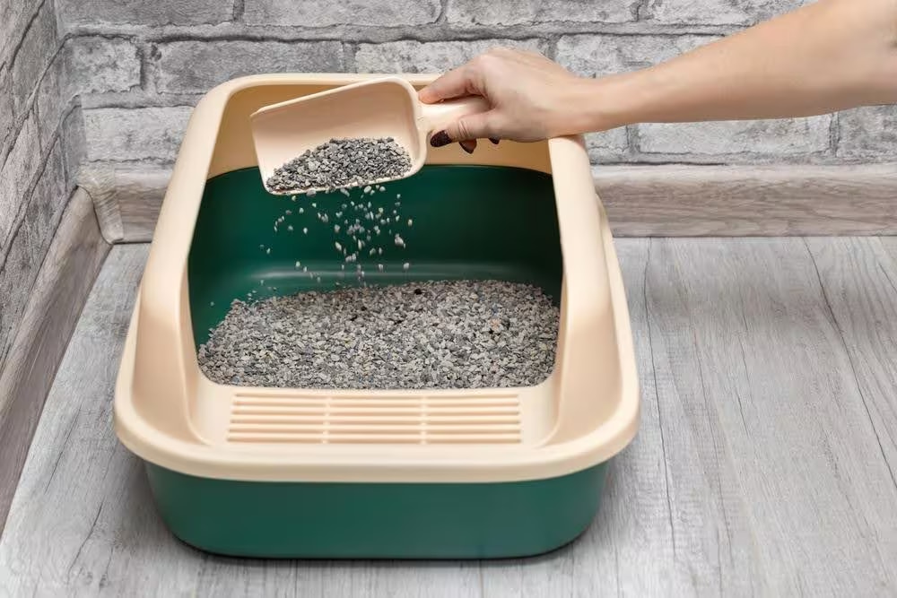 maintan litter box best practices