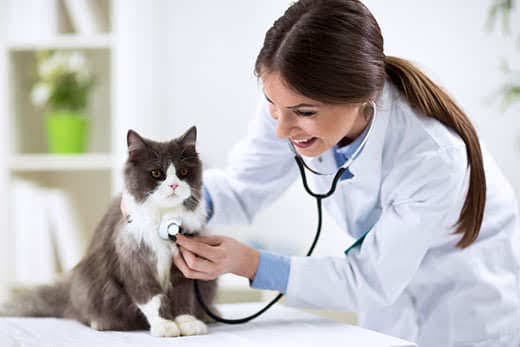 Persian cat with veterinarian doctor at vet clinic