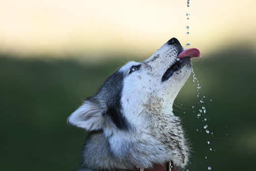 Siberian husky dog drinking water drops being poured down to them.