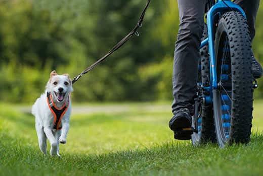 Small, white dog runs alongside a bike in the park while leashed.