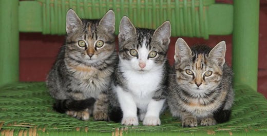 Three brown tabby kittens sitting in a row on a green wicker chair