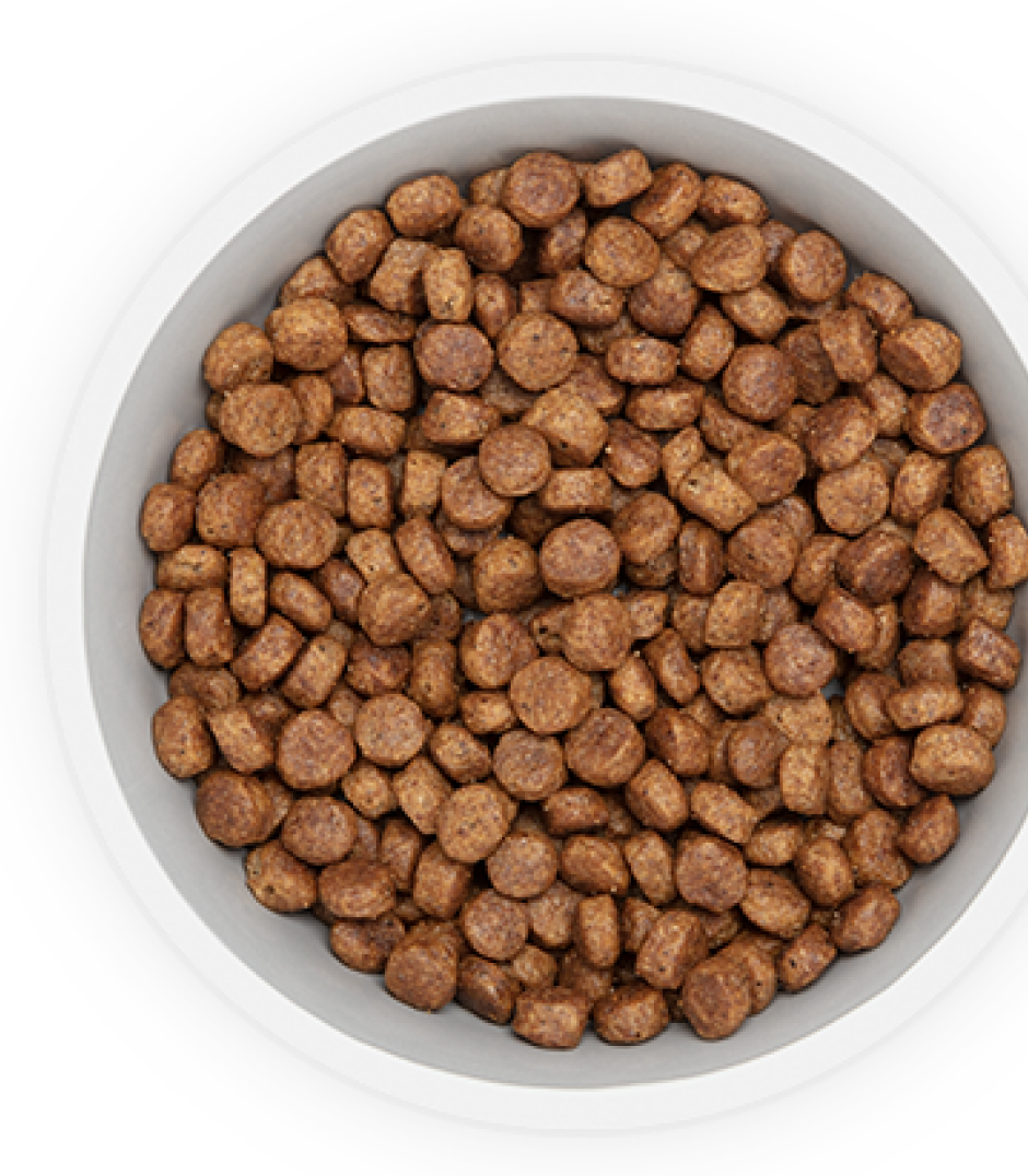 Nourriture pour chiens