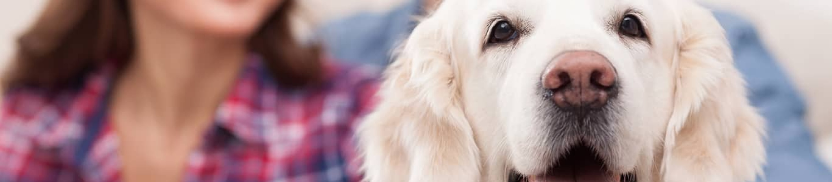 Golden Retriever in front of humans