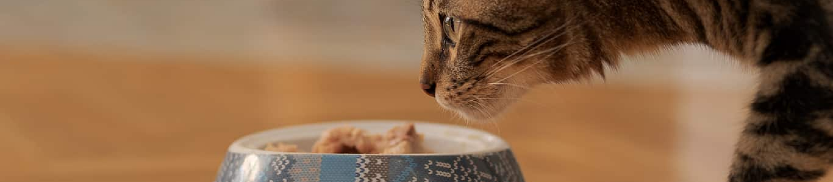 Cat sniffing bowl with tuna