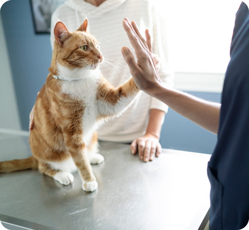 Chat chez le vétérinaire