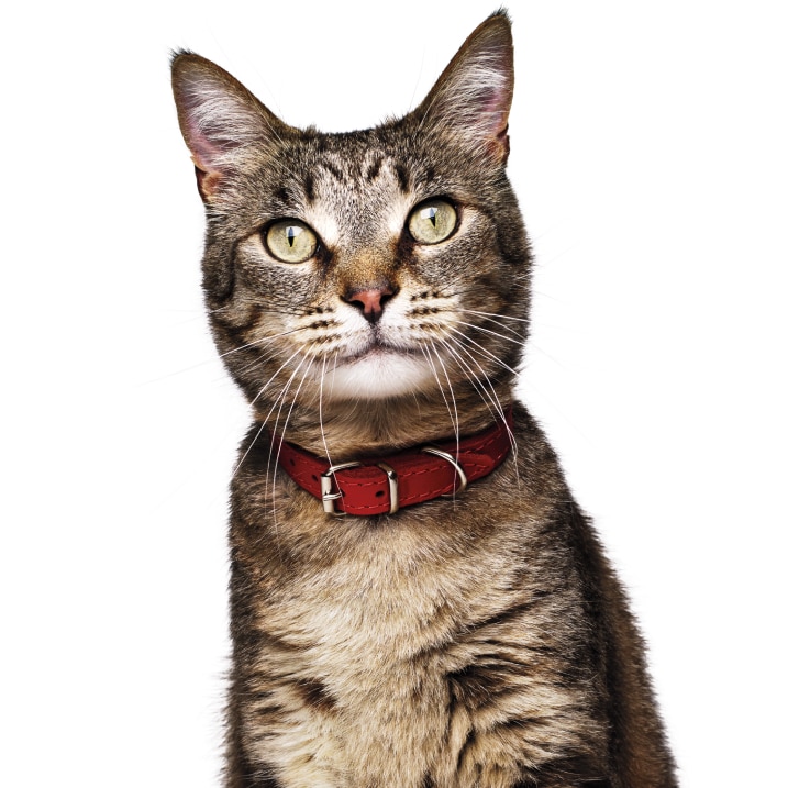 Chat