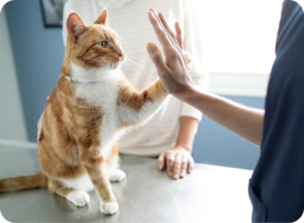 Chat chez le vétérinaire