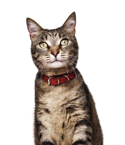 Chat