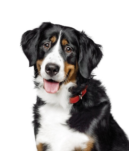 Chien