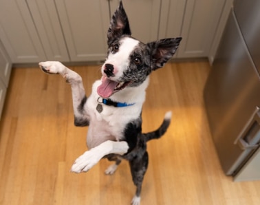 Dog on two feet