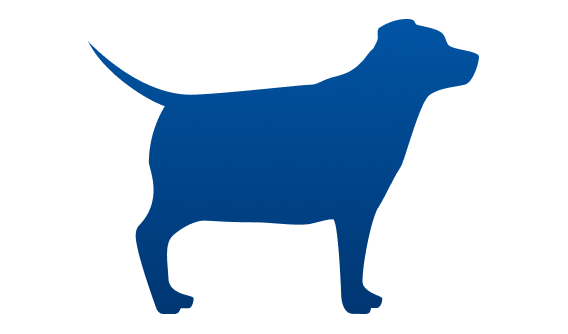chien ayant un léger surpoids