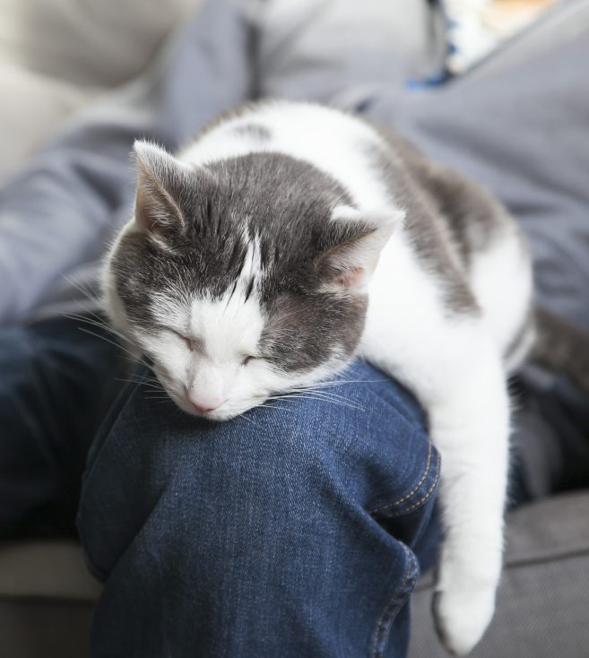 chat qui dort