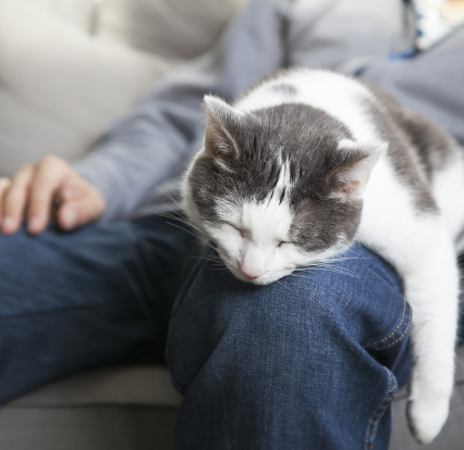 chat qui dort